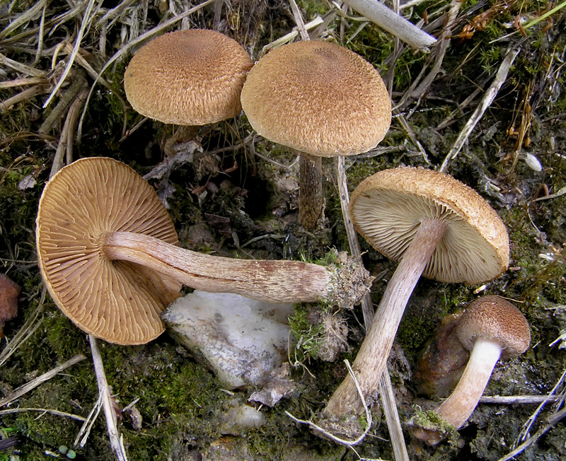 Inocybe lacera